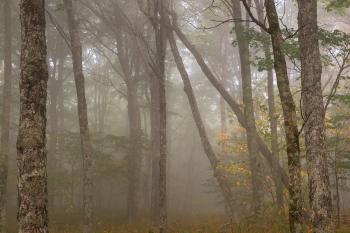 Misty Spruce Knob Forest - HDR