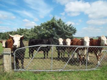 Mixed cattle Herefords and others at Wes