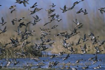 Free picture: mixed, flock, ducks, taking, wetland, anas acuta