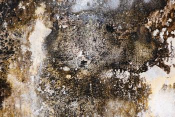 Mold Pattern Free Stock Photo - Public Domain Pictures