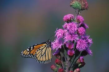 Monarch Butterfly on the Flower