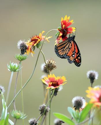 Monarch on the wildflower