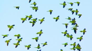 How Monk Parakeets Pick Their Battles | Audubon