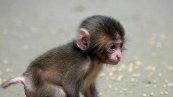 Download Wallpaper 1920x1080 baby, cub, monkey Full HD 1080p HD ...