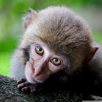 Monkey Big Eyes ❤ 4K HD Desktop Wallpaper for 4K Ultra HD TV • Wide ...