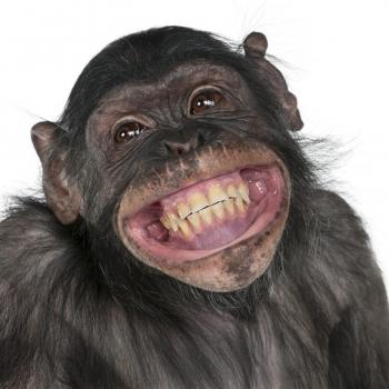 Eagle eyes and monkey business: how animals are perceived in ...