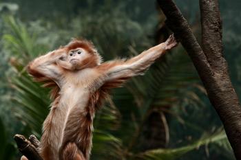Took a photo of a monkey at the Bronx Zoo. It struck a glamour pose ...