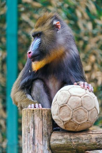 Mandrill posing with ball | Animal, Orangutan and Primate
