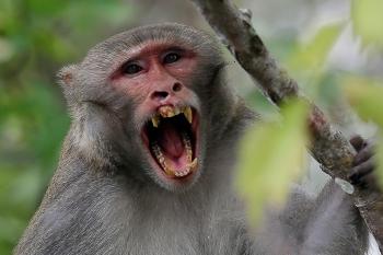 Florida looks to remove virus-excreting wild monkeys