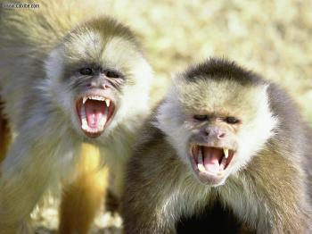 Oh, how cute--I bet they'd look even cuter with those canines in ...