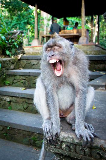 Monkey screaming