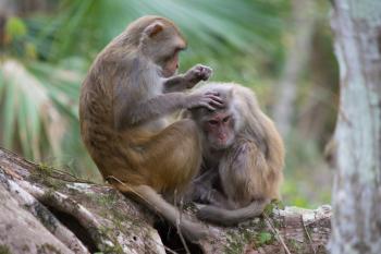 Florida Monkeys in Silver Springs Have Herpes Virus: Study | Time