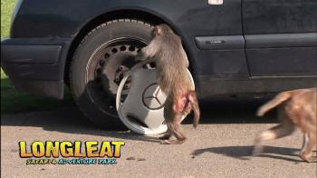 Monkey Mayhem Returns to Longleat! - YouTube
