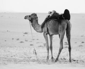 Monochrome Photo of Camel