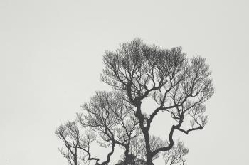 Monochrome Photography of Bare Tree