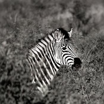 Monochrome Photography of Zebra
