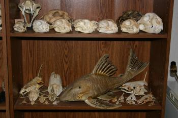 Monster Skull Collection