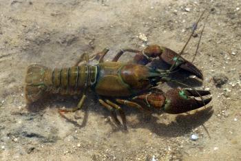 File:Pacifastacus leniusculus 01 by-dpc.jpg - Wikimedia Commons