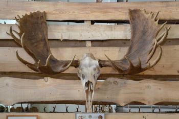 Moose trophy antlers