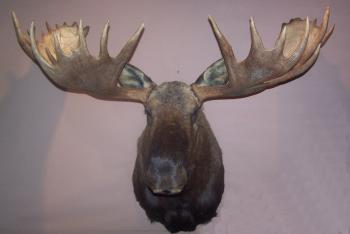 moose_1_1000.jpg (2118×1419) | Moose | Pinterest | Leg tattoos