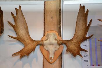 Moose trophy skull