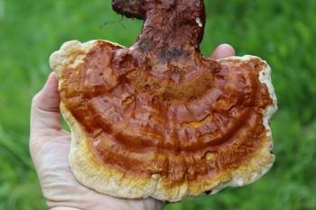 Morel Mushrooms: How to Find and Identify Morels — Practical Self ...