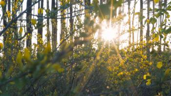 Spring Morning Forest Landscape. Camera slowly rises from the bushes ...