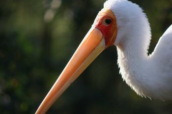 Morning Stork