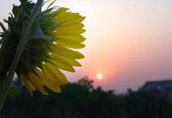 Sunflower And The Morning Sun Free Stock Photo - Public Domain Pictures