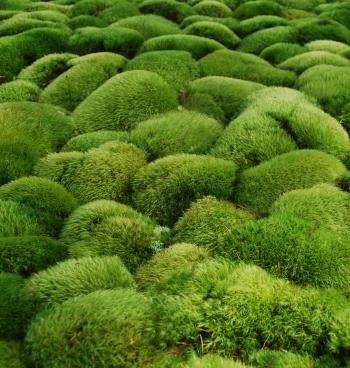Mosses and Moss Gardening, with Annie Martin - The Compleat Naturalist