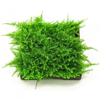 Vesicularia sp. "Mini Christmas Moss"