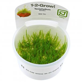 Taxiphyllum barbieri "Java moss" - Java moss