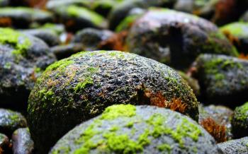 Beach: Colorful Stones Moss Nature Rocks Covered Beaches Wallpaper ...
