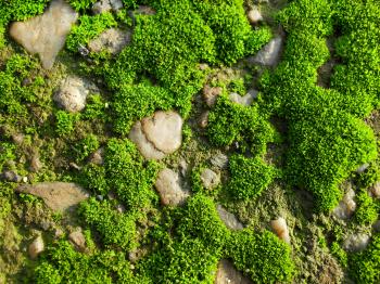 Moss and stones