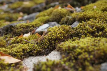 Bunches of green moss close-up - Our Great Photos