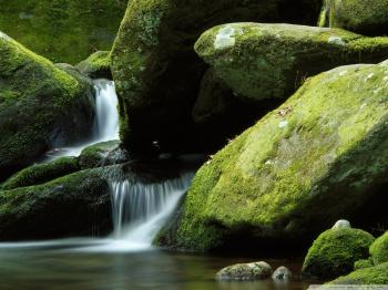 Moss On Rocks HD Wallpaper, Background Images