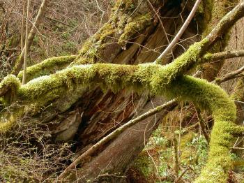 Moss grown tree