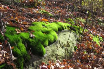 vibrant moss on rocks | ink | Pinterest