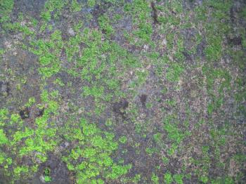 Moss Texture On Wall : Public Domain Pictures