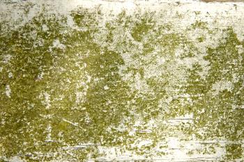 moss wood texture | photo page - everystockphoto