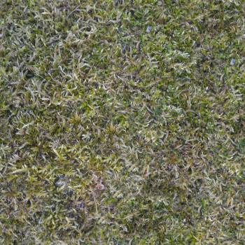 ZeroCC tileable moss texture, photographed and made by me. CC0 | CC0 ...
