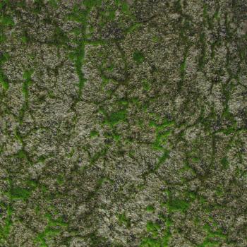 Texture Library: Moss Covered Wall