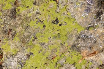 Texturex rock algae moss macro stone grunge camo city Texture ...