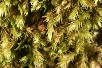 Moss texture