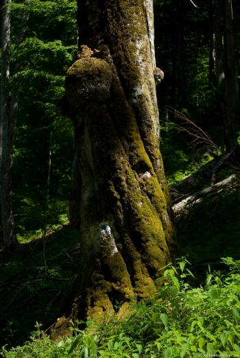 Mossy Tree