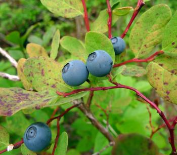 Wild Harvests: Mountain Berries: Huckleberries, Bilberries, and ...