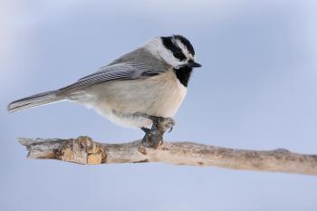 Mountain Chickadee | Audubon Field Guide