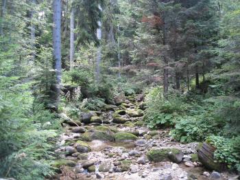 Mountain creek