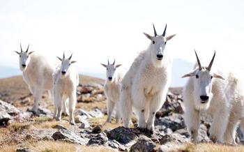 Best Hikes to See Mountain Goats - Outdoor Project
