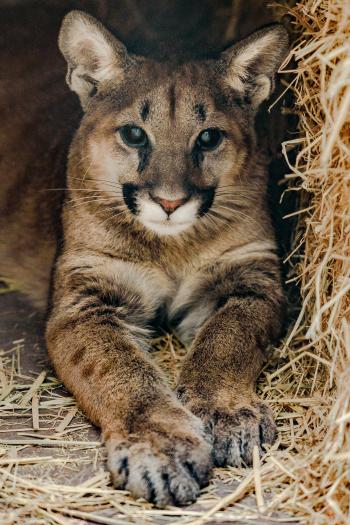 Orphaned Mountain Lion Cubs Taken in by Oakland Zoo | YubaNet